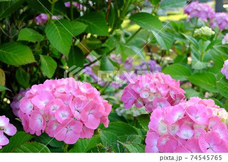 ピンク色の紫陽花 74545765