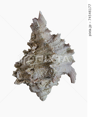 白い 白 そら 74546177