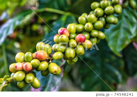 Fresh coffee beans berries on coffee tree branch 74546241