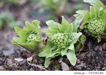 早春の蕗のとう 74546299