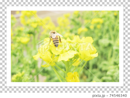 Film photo Rape blossoms and bees 74546340