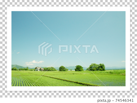 Film photo Paddy field in Kashiwazaki 74546341