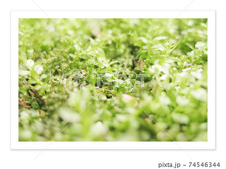 フィルム写真　苔 74546344