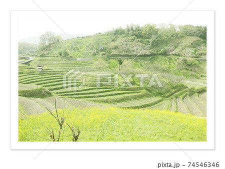 フィルム写真 千早赤阪の棚田のイラスト素材