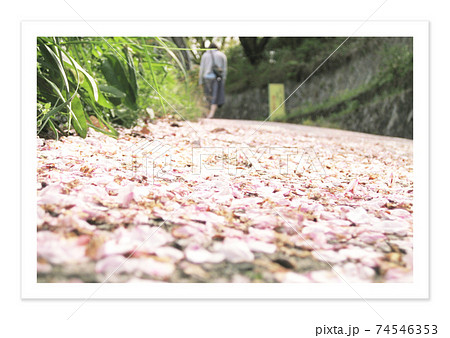 フィルム写真　桜の花びらの絨毯 74546353