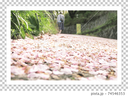 フィルム写真　桜の花びらの絨毯 74546353