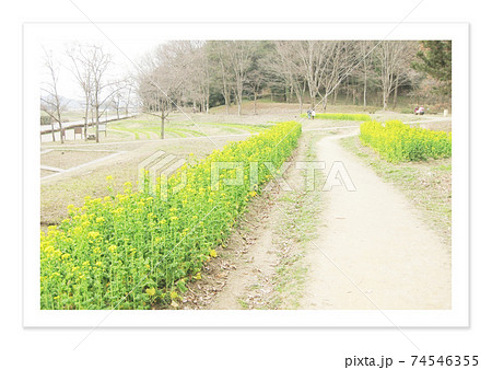 フィルム写真　菜の花畑 74546355
