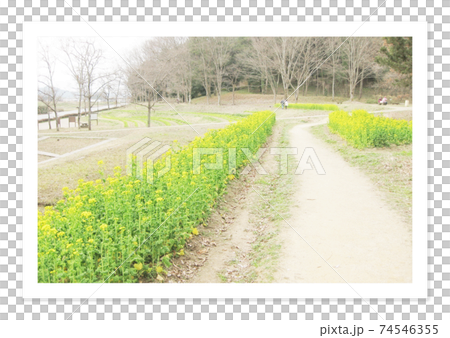フィルム写真　菜の花畑 74546355