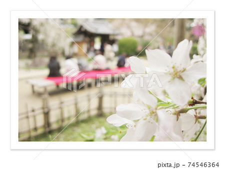 フィルム写真　花見 74546364
