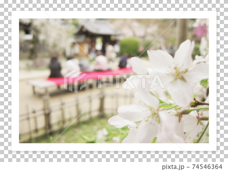 フィルム写真　花見 74546364