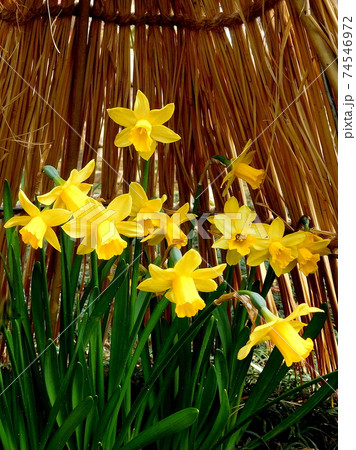 ミニ水仙　黄色い花　上野東照宮ぼたん苑 74546972