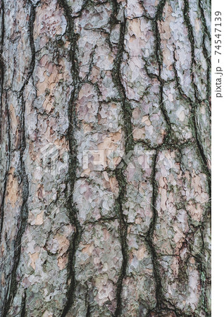 Rough deciduous tree bark, rough surface texture, simple background from a tree trunk close-up. Rough deciduous tree bark, rough surface texture, simple background from a tree trunk close-up. 74547139