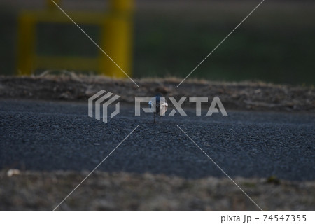 すずめ 冬毛 モフモフ すずめ 冬毛 モフモフ 74547355