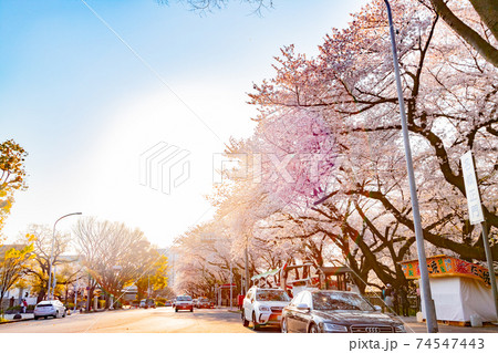 名古屋城正門 桜並木道 名古屋城正門 桜並木道 74547443