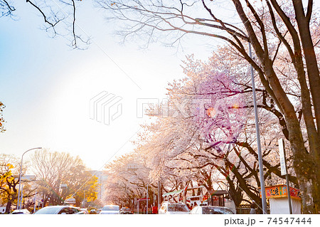 名古屋城正門 桜並木道 名古屋城正門 桜並木道 74547444