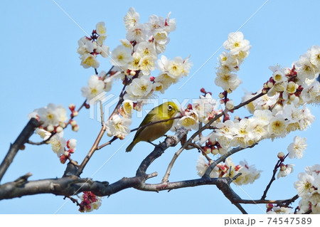 梅の花とメジロ(N) 梅の花とメジロ(N) 74547589