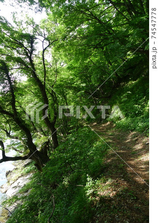 荒川沿いの遊歩道【新潟県関川村】 荒川沿いの遊歩道【新潟県関川村】 74547778