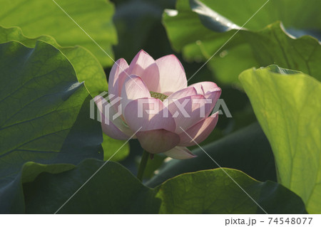 蓮 ピンク 花 74548077