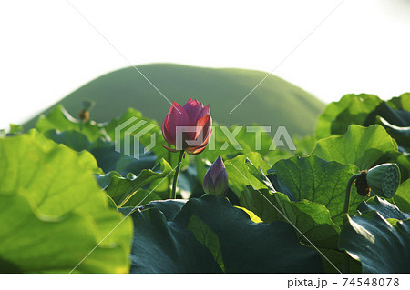 葉 蓮 花 74548078