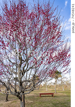 早春の梅の木 鹿児島紅梅の赤い花の写真素材