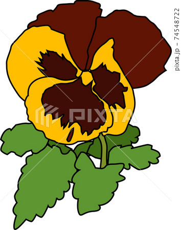 黄色と茶色の花をつけたパンジーのイラストのイラスト素材