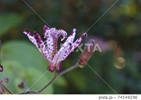 ホトトギス 白地に紫の斑点のある花一輪とつぼみの写真素材