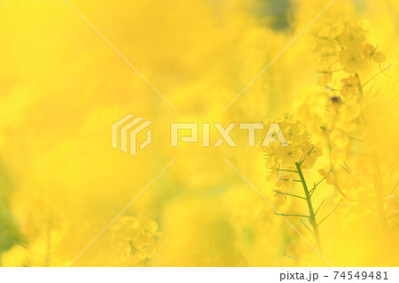 春、菜の花畑で黄色に染まる菜の花 春、菜の花畑で黄色に染まる菜の花 74549481