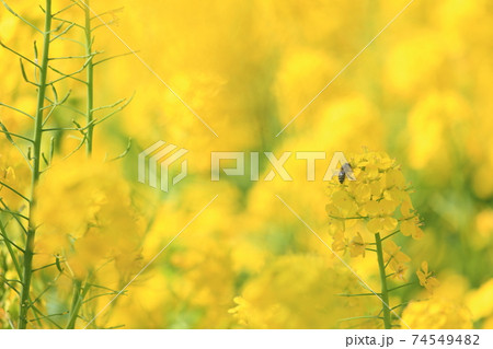 春、菜の花畑で蜜を求めるハチ 春、菜の花畑で蜜を求めるハチ 74549482