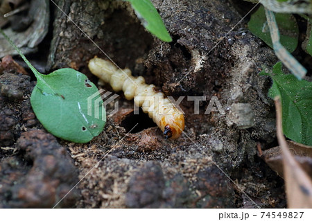 バラの害虫テッポウ虫こと ゴマダラカミキリの幼虫の写真素材