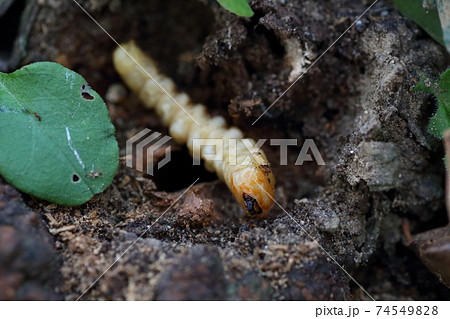 バラの害虫テッポウ虫こと ゴマダラカミキリの幼虫の写真素材