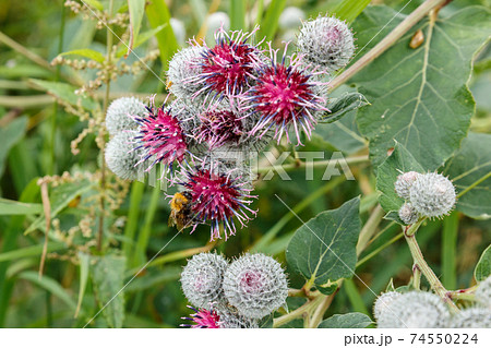 Bumblebee pollinates the burdock flower. 74550224