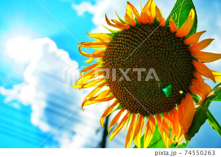青空とひまわりの花 74550263