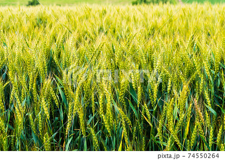 美瑛の黄金色の小麦畑 74550264