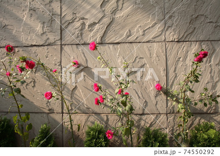 赤色 花 バラの花の写真素材