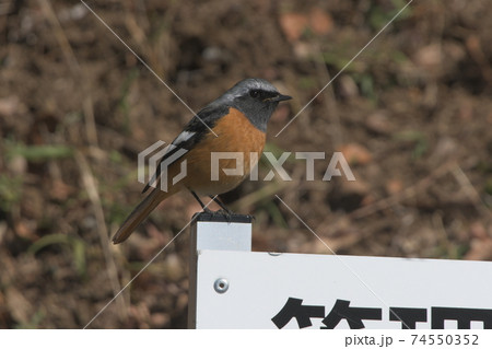 ジョウビタキ 鎌倉市今泉台 ジョウビタキ 鎌倉市今泉台 74550352