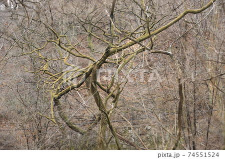 松 谷 木 74551524