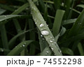 朝露のお皿 74552298
