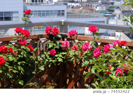 ベランダに咲く 満開のツルバラ ベランダに咲く 満開のツルバラ 74552422