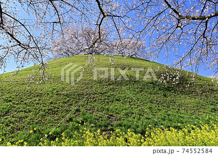 桜咲く埼玉古墳公園の丸墓山古墳に菜の花の写真素材