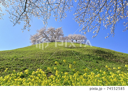 桜咲く埼玉古墳公園の丸墓山古墳に菜の花の写真素材