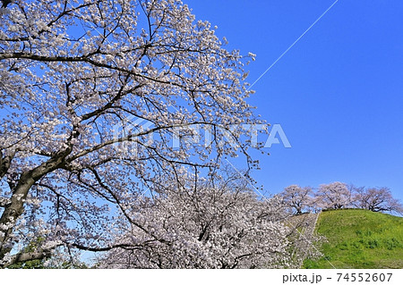 桜咲く埼玉古墳公園の丸墓山古墳 桜咲く埼玉古墳公園の丸墓山古墳 74552607