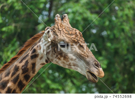 Giraffe Giraffe 74552698