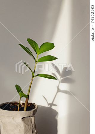 House plant over the white wall in natural sunlight. 74552938