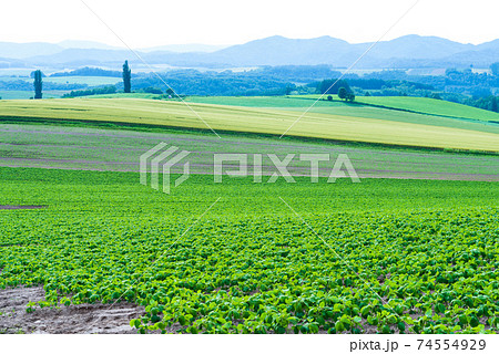 美瑛の畑のパッチワーク模様 74554929