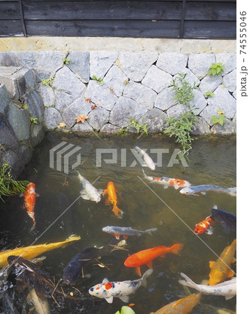 渡邉邸【新潟県関川村】 74555046