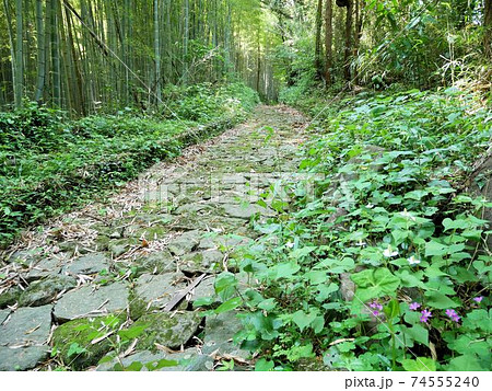 夏目漱石の諸説のモデルとなった「草枕の道」の美しい石畳 (熊本県玉名市) 夏目漱石の諸説のモデルとなった「草枕の道」の美しい石畳 (熊本県玉名市) 74555240