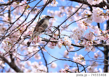 ヒヨドリと桜 ヒヨドリと桜 74555408