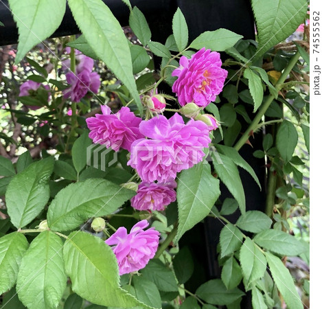 マニントン・モーブ・ランデブー　バラ 74555562