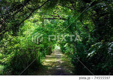 森の小径 74555597