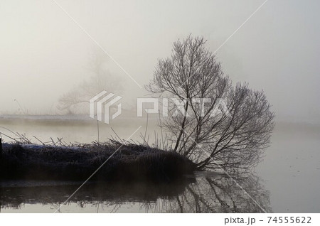 冬の福島潟　朝靄の中水面に映る木 74555622